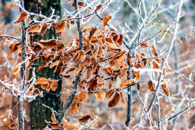 Rami coperti di brina con foglie nella foresta