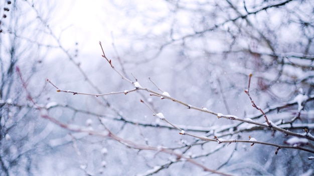 Rami coperti di neve