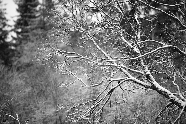 Rami d'albero magici del paesaggio naturale d'inverno sotto la neve