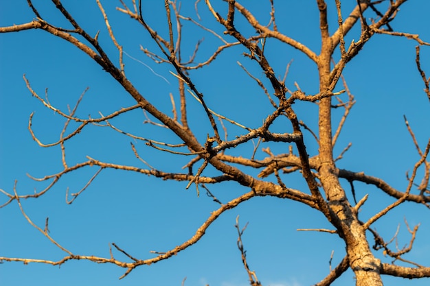 Rami d'albero sullo sfondo di un cielo blu brillante