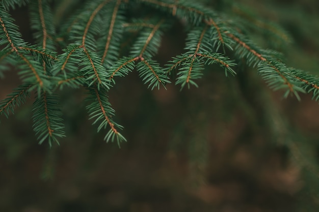 rami degli alberi, close up di aghi di pino.