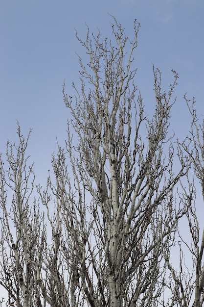 rami degli alberi con un cielo limpido