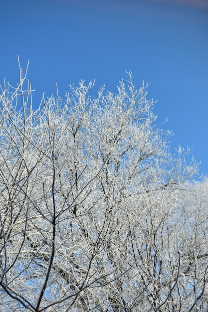 Rami degli alberi congelati in inverno