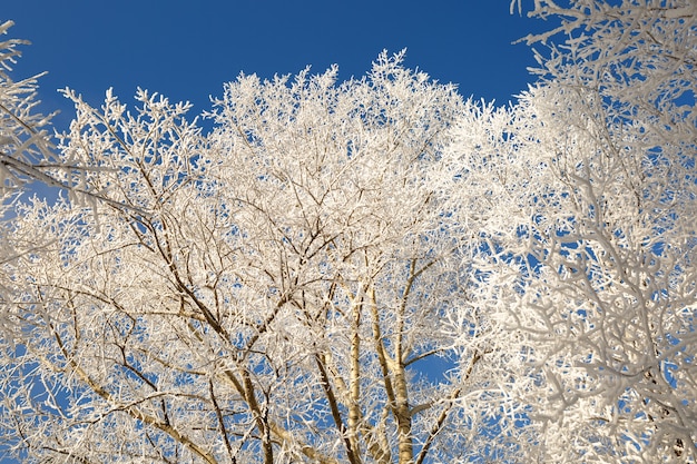 Rami degli alberi coperti di neve