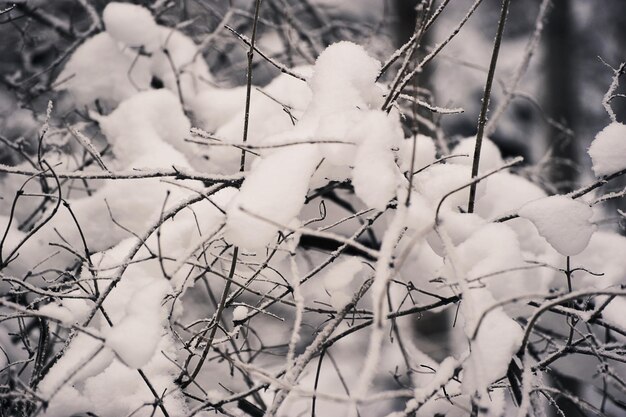 rami degli alberi dopo una nevicata - nella neve e nel gelo