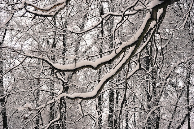 rami degli alberi dopo una nevicata - nella neve e nel gelo