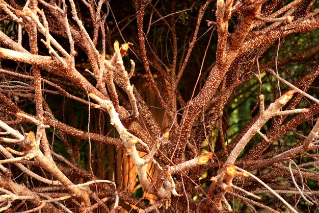 Rami degli alberi in tropicale