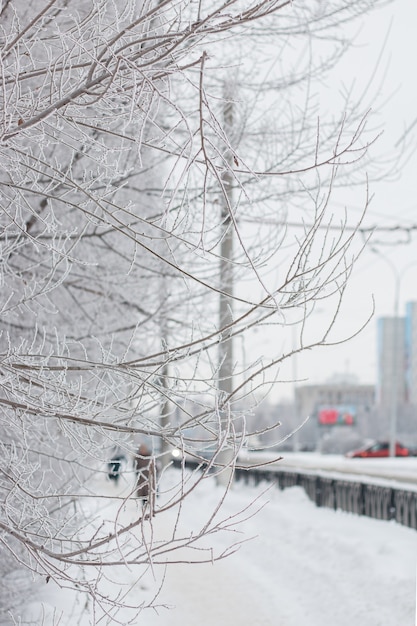 Rami degli alberi invernali in brina sullo sfondo di una città innevata