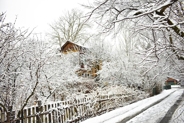 Rami degli alberi nella neve in inverno nel parco