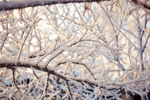 Rami degli alberi nella neve Soleggiata giornata invernale.