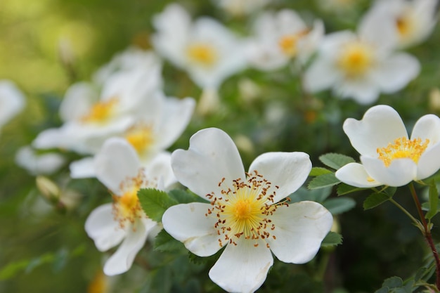 Rami del cespuglio di gelsomino in fiore con fiori bianchi e foglie verdi. Ramo di primo piano con fiori di gelsomino in giardino