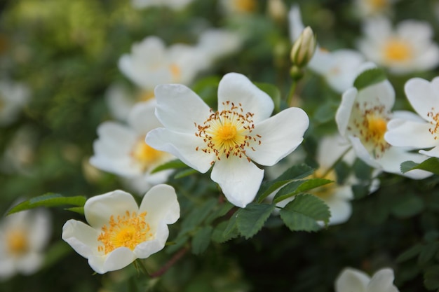 Rami del cespuglio di gelsomino in fiore con fiori bianchi e foglie verdi. Ramo di primo piano con fiori di gelsomino in giardino