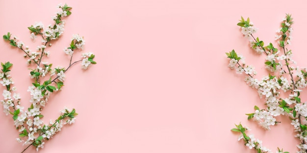 Rami del fiore bianco della primavera sul rosa.