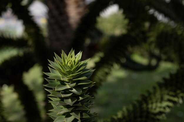 Rami dell'albero di araucaria contro il cielo