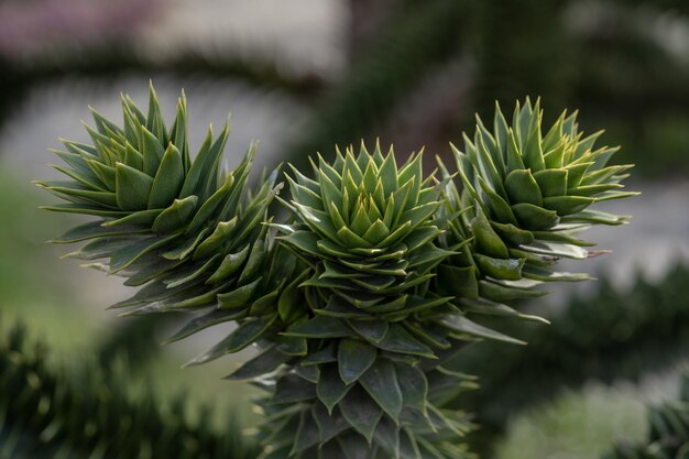 Rami dell'albero di araucaria contro il cielo