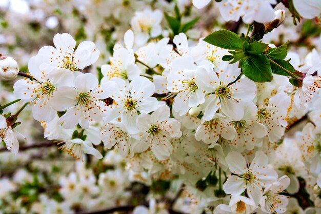 Rami dell'albero di bacche di ciliegio durante la fioritura con i fiori