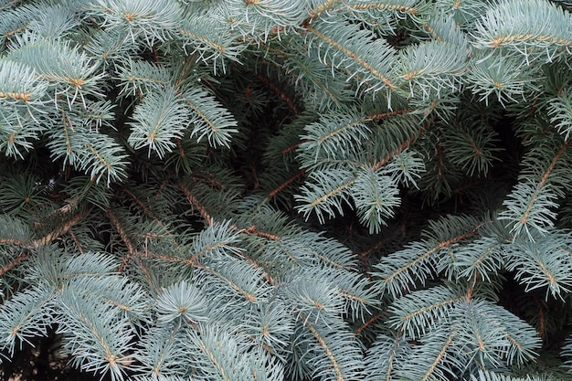 Rami dell'albero di Natale. Carta da parati della natura.