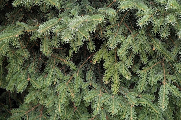 Rami dell'albero di Natale. Carta da parati della natura.