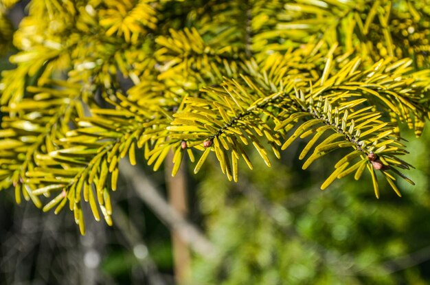 Rami di abete bianco / abies alba