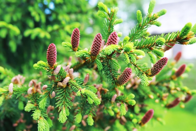 Rami di abete con pigne Alberi di pino nella foresta Bagliore del sole