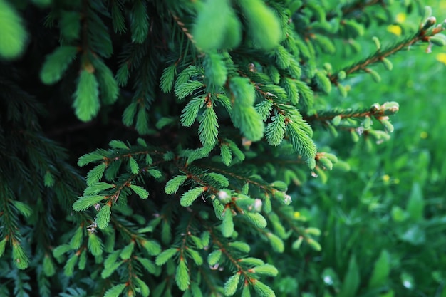 Rami di abete con pigne Alberi di pino nella foresta Bagliore del sole