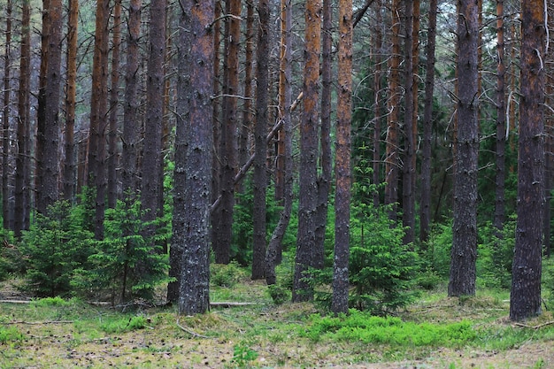 Rami di abete con pigne Alberi di pino nella foresta Bagliore del sole