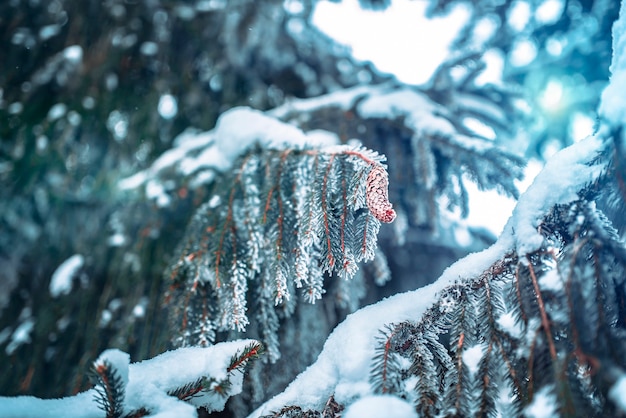 Rami di abete congelati verdi ricoperti da uno spesso strato di neve di un bellissimo grande abete rosso che cresce nella foresta. Il concetto di alberi sempreverdi e paesaggio natalizio e invernale