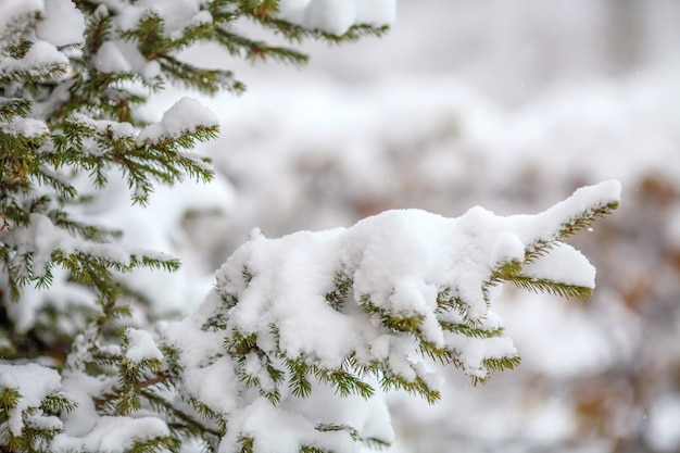 Rami di abete coperti di neve fresca, fiocchi di neve che cadono, muro d'inverno