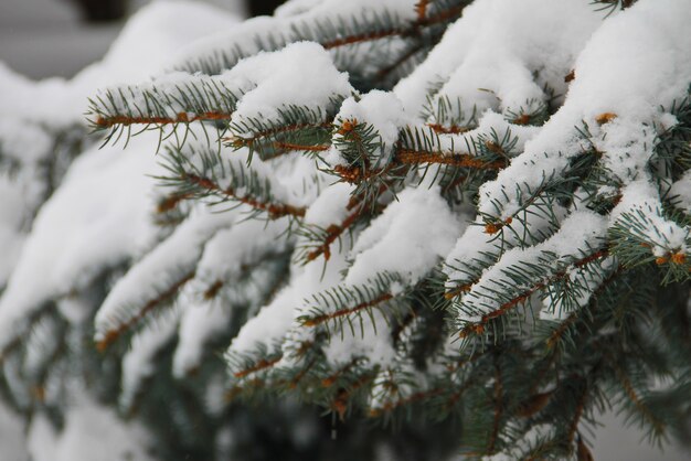 Rami di abete coperti di neve