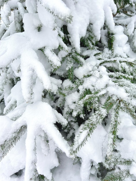 Rami di abete coperto di neve Ramo di albero di Natale