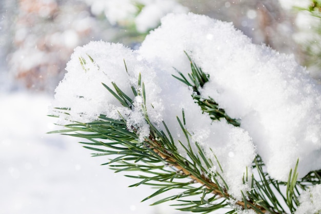 Rami di abete ghiacciati in primo piano natura invernale foresta paesaggio all'aperto pino nella neve fiocchi di neve