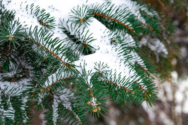 Rami di abete nella neve in una gelida giornata invernale. Aghi verdi di una conifera ricoperta di neve. Abete vicino