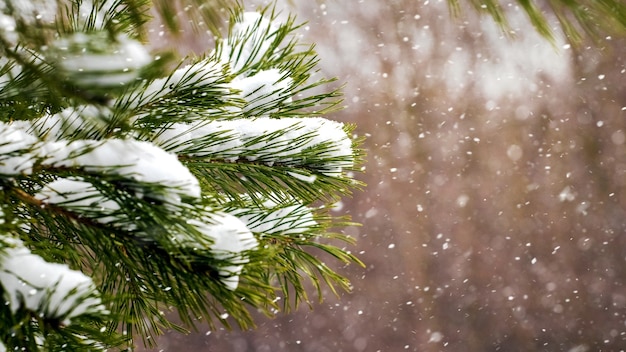 Rami di abete rosso innevati nella foresta durante una nevicata