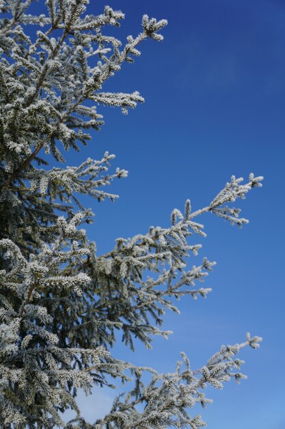 Rami di abete rosso ricoperti di neve