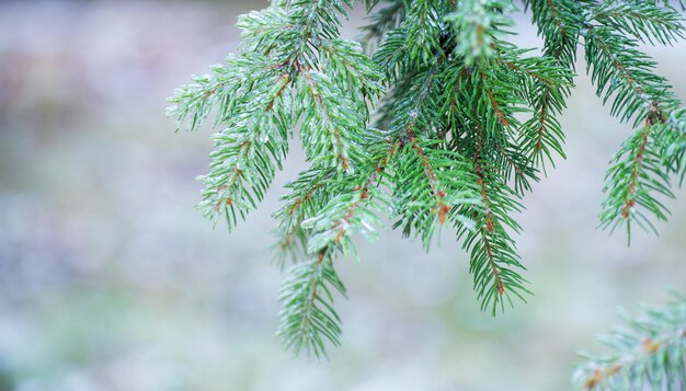 Rami di abete verde con aghi di ghiaccio e innevati in inverno