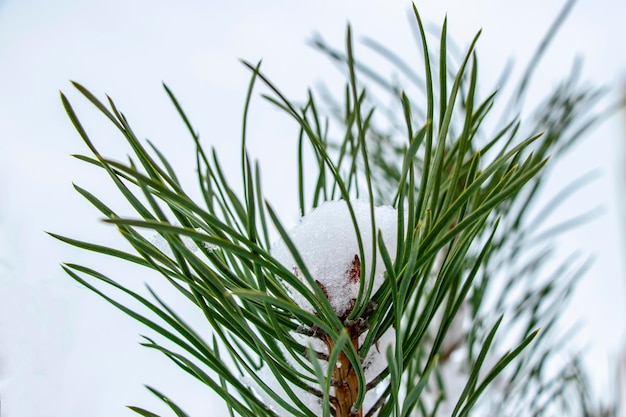 Rami di abete verde coperti di neve Inverno nevoso Alberi coperti di neve Capodanno e Natale Primo piano