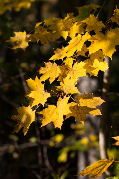 rami di acero giallo brillante in una giornata di sole nella foresta nel mese di ottobre