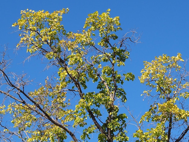 rami di alberi autunnali contro il cielo blu