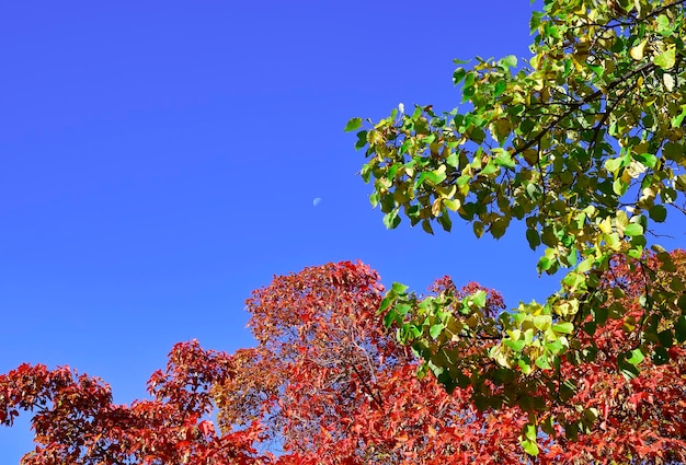 Rami di alberi con foglie autunnali Foglie verdi e rosse di alberi nel parco luna mattutina