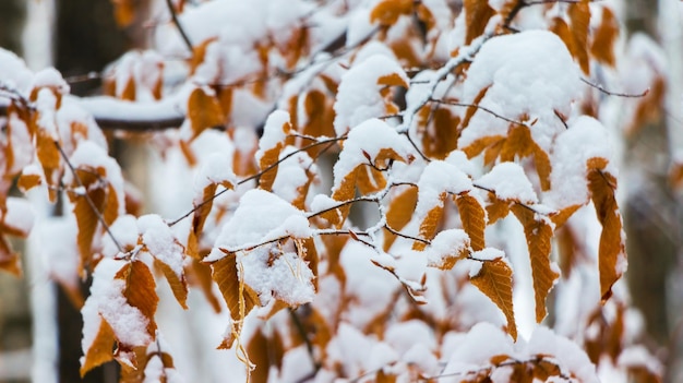 Rami di alberi con foglie secche sotto uno spesso strato di neve_