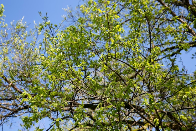 Rami di alberi con foglie verdi giovani su uno sfondo di cielo azzurro, sfondo estivo