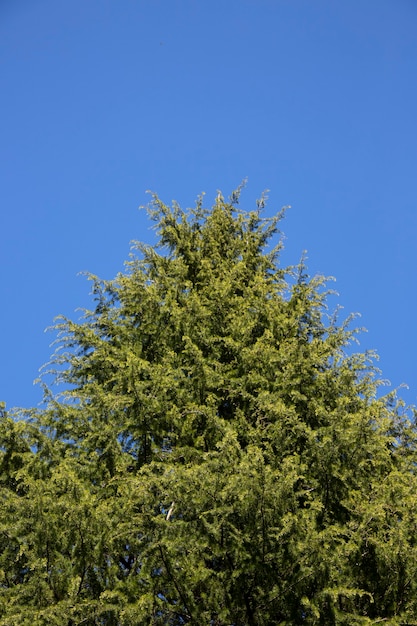 Rami di alberi con foglie verdi giovani su uno sfondo di cielo azzurro, sfondo estivo