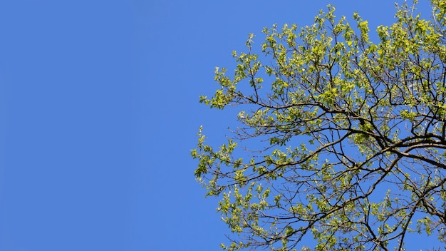 Rami di alberi con foglie verdi giovani su uno sfondo di cielo blu, sfondo estivo summer