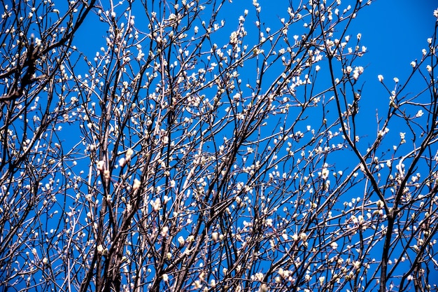 Rami di alberi con giovani foglie fiorite e fiori. rami degli alberi contro il cielo blu