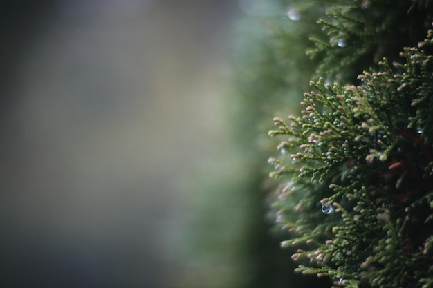 Rami di alberi con gocce d'acqua Tempo piovoso autunnale