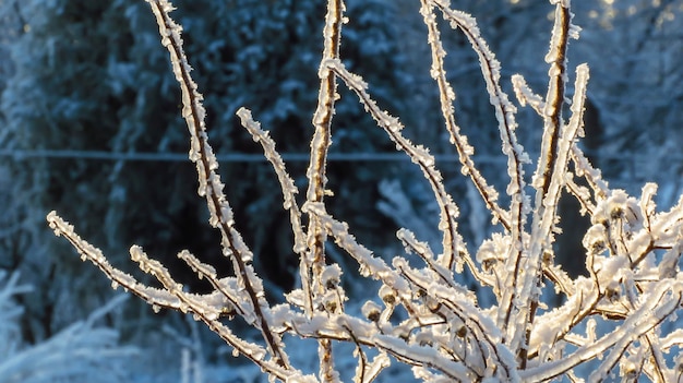 Rami di alberi congelati nella neve in inverno freddo