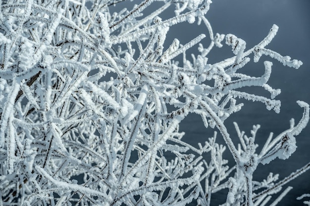 Rami di alberi congelati ricoperti di neve bianca Belle meraviglie invernali della natura Sfondo invernale