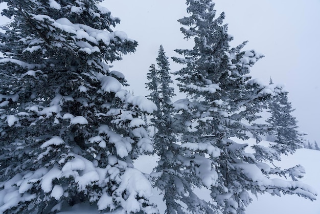 rami di alberi coperti di neve sul fianco della montagna a Sheregesh durante una bufera di neve in cattivo tempo