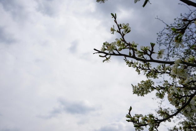 Rami di alberi da frutto in fiore Albero in fiore di un melo Stagione primaverile