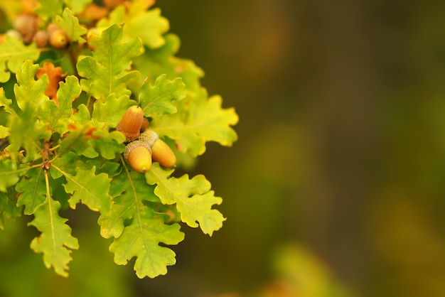 Rami di alberi di ghianda su uno sfondo sfocato